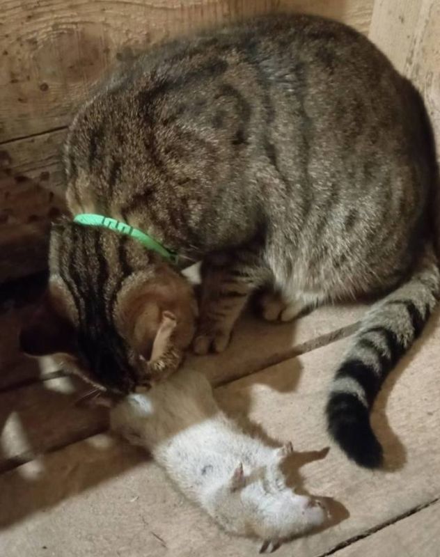 ������� ����������: ������ ������� ������� ��������� ����������� ���� ���������� � ���� ������: ������ �������� �������