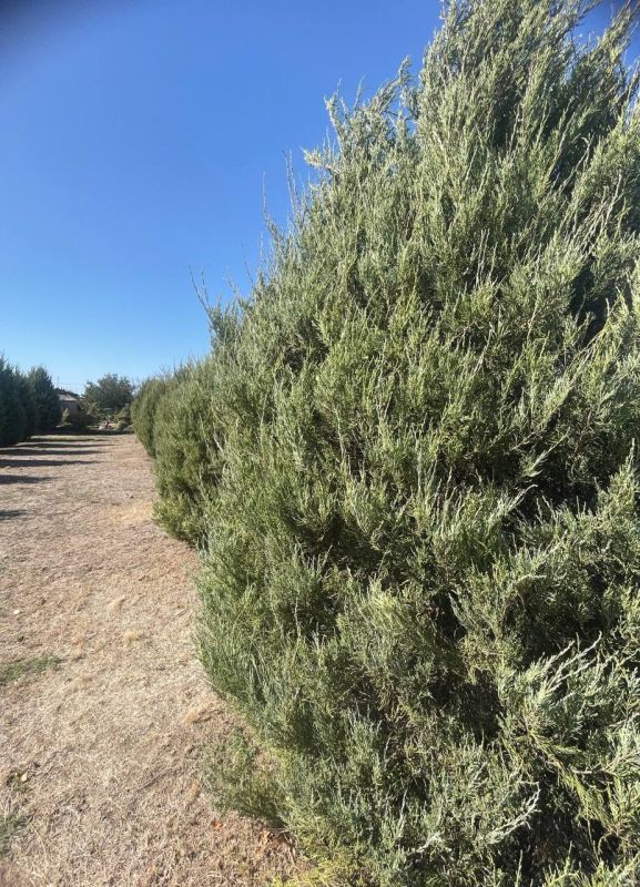 Доброе утро