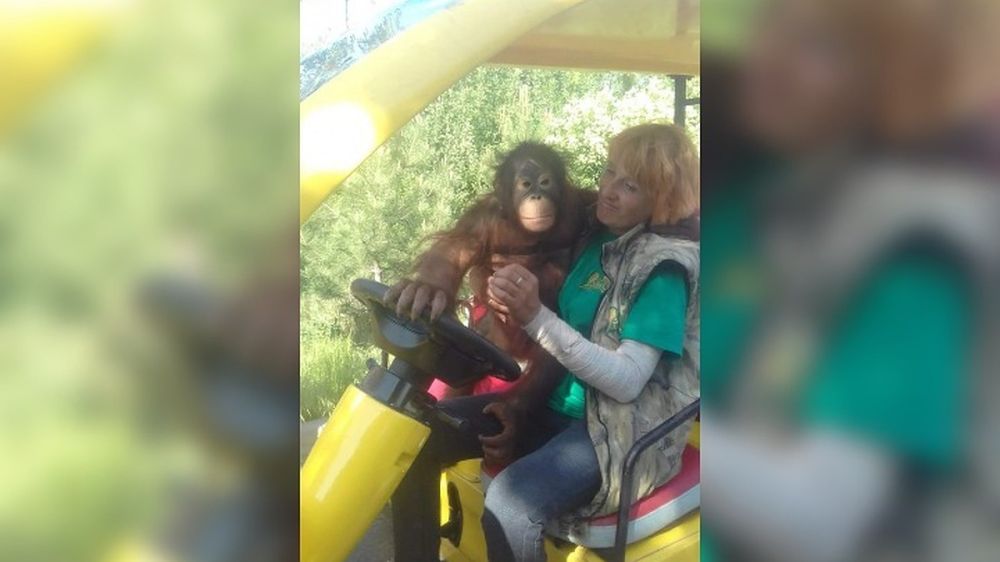 ������������ ������ �������� ���������� ��������� � ����������