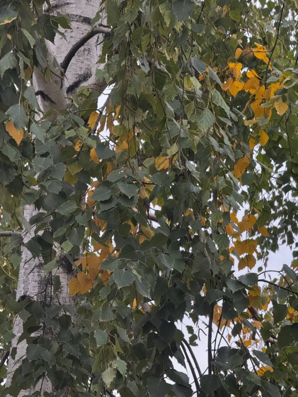 ������ ����