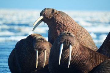 Лёд обязателен: 24 ноября в России отмечают День моржа