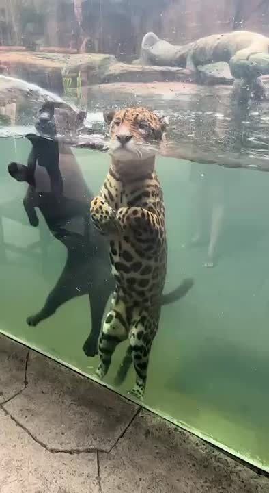 ������� ������. ���������