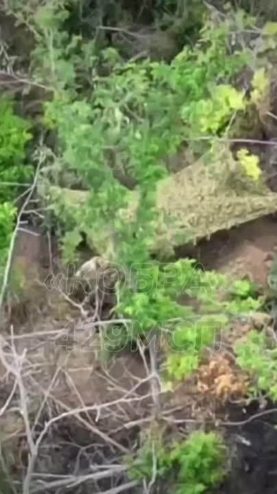 Кадры уничтожения противника операторами дронов 429 полка на Запорожском фронте