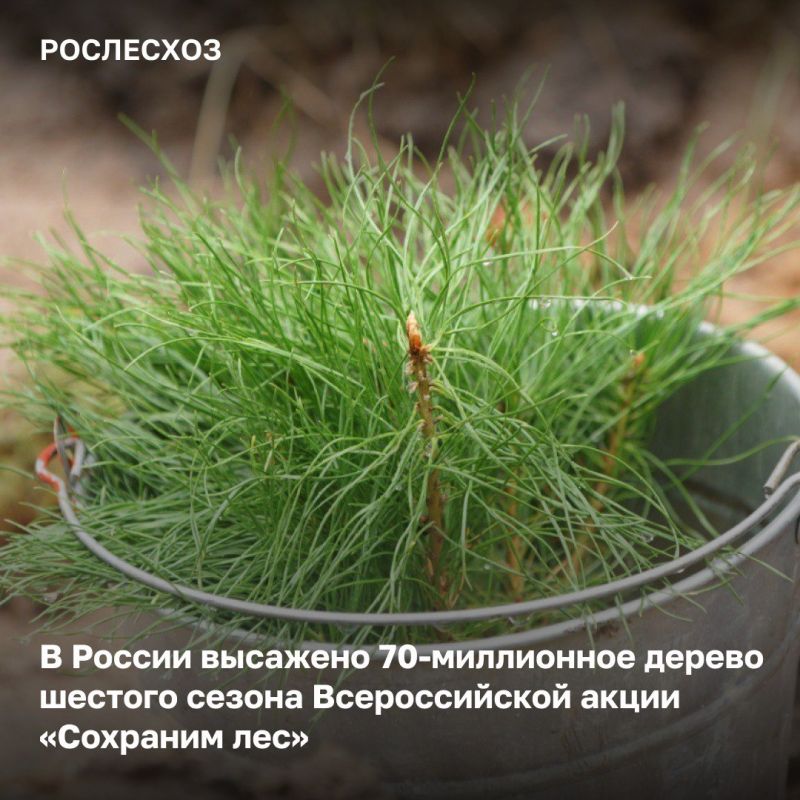 Цель 2024 года по количеству высаженных деревьев в рамках Всероссийской акции «Сохраним лес» достигнута