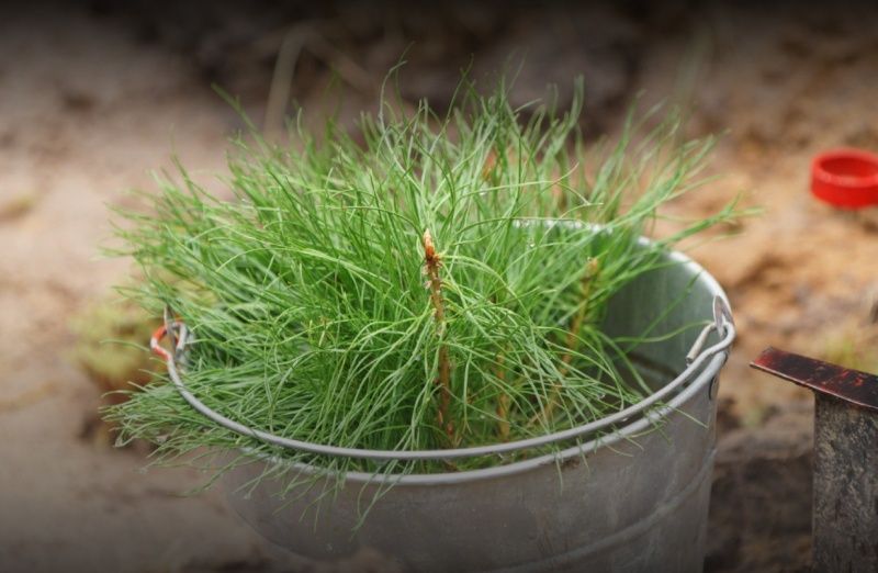 Рослесхоз: в России высажено 70-миллионное дерево шестого сезона Всероссийской акции «Сохраним лес»