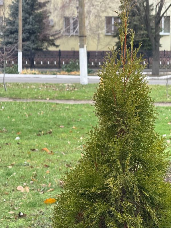 ������ ����