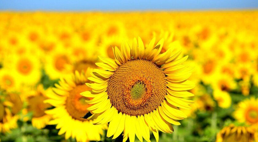 Правительство РФ выделит почти 50 млн руб