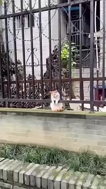 ����, ����� ����������� ���-��?�