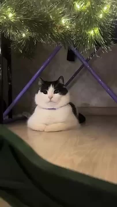 � ������ ���� ������ ��� ���� ���� ��� ����� ���