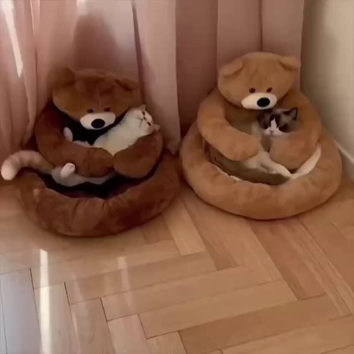 ����������� �������� ���� ���� �����