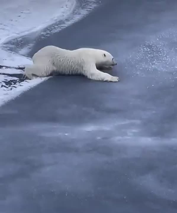������� ������������ �� ������ ���� �� �������������