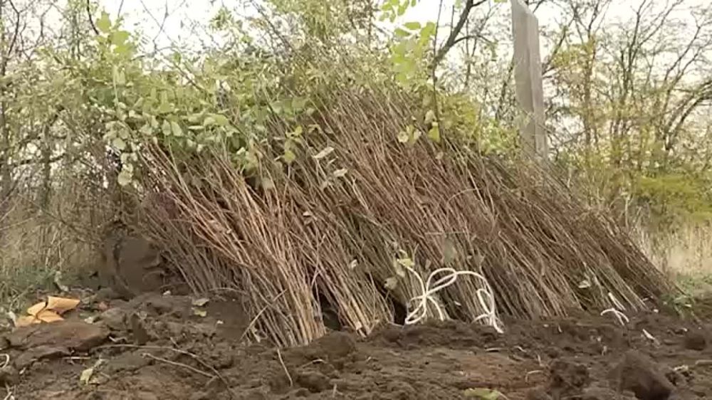 ����� ������ ������������ �������, �������� � ���������������� ����������� ������� �� 2024 ���