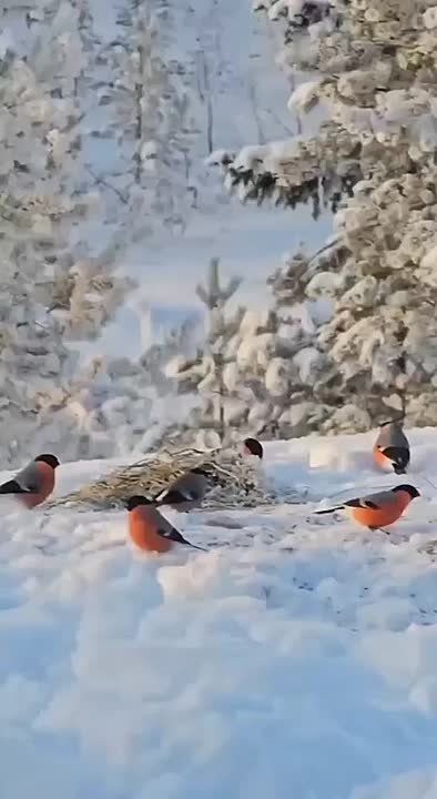 ������� ���� , ������� ������������!
