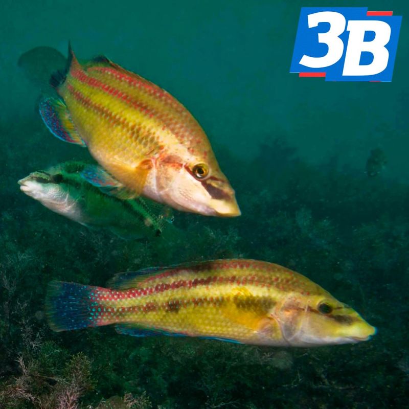 ��������������� �� ��������� ��������� �������� ���� � ������������� � ������ ����, ������� ����� ��������� ���� ������