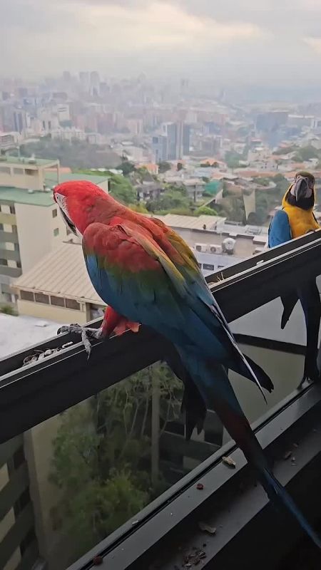 ��� ����� ������ � ��������, ���������