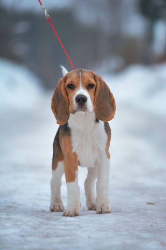 ������� �����������: ������������ ������ �� �����������, ����� ��� ������� ��� �����, �������� ������� �����, ������ ������ �����