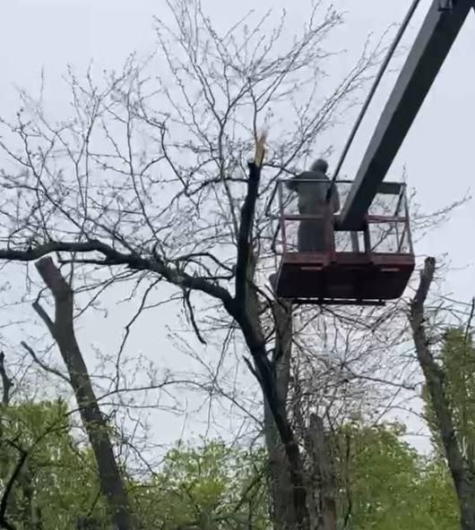 Бригада из Ингушетии помогла с обрезкой деревьев в Молочанске