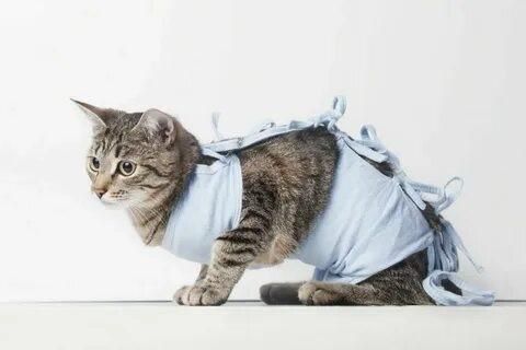 ���� �� �������� ����� ��������� � ������������