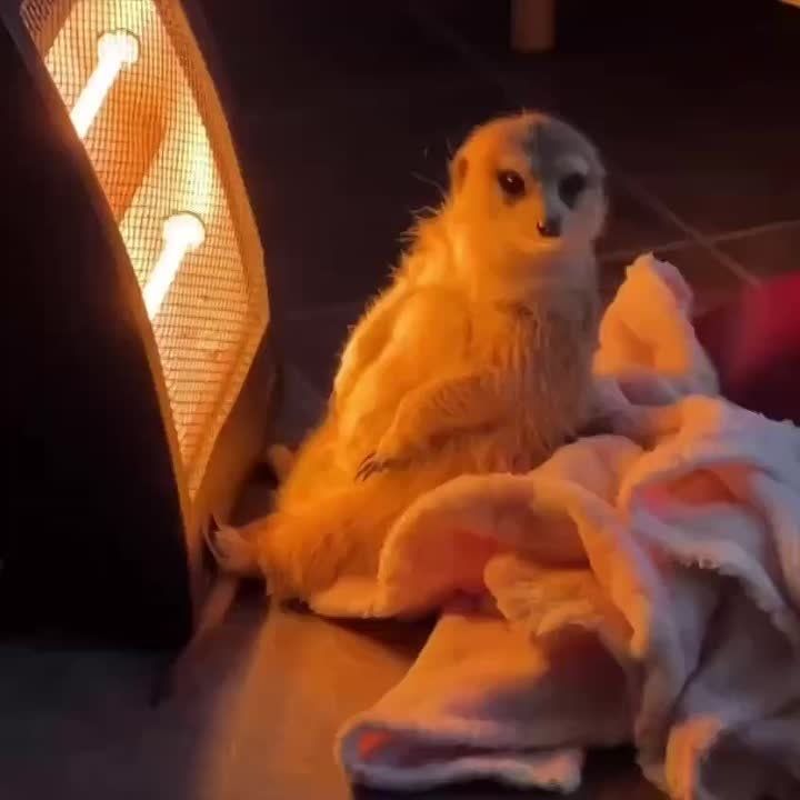 ����������� ��������� ���� ����������� ����� ��� ����� ������� �������