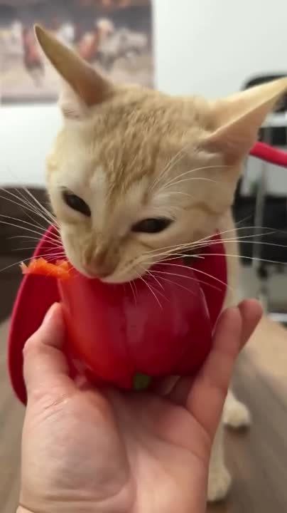 ������� ���� � ����������� �������