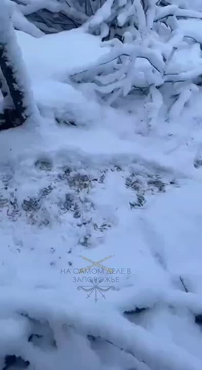 ����������� �����������