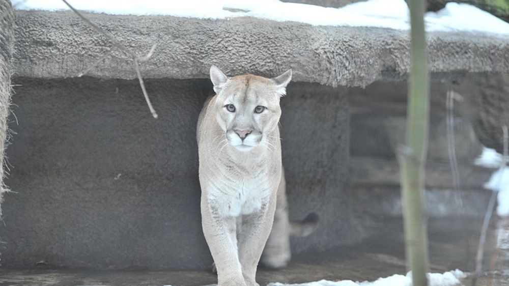 ���� ������ ����� � ���� �������� �� ����������� �������