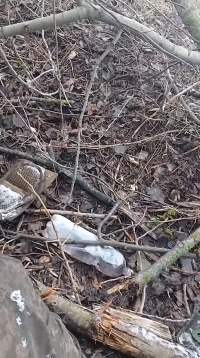 ��������� ���������� ��������, ������������� � ������� �������