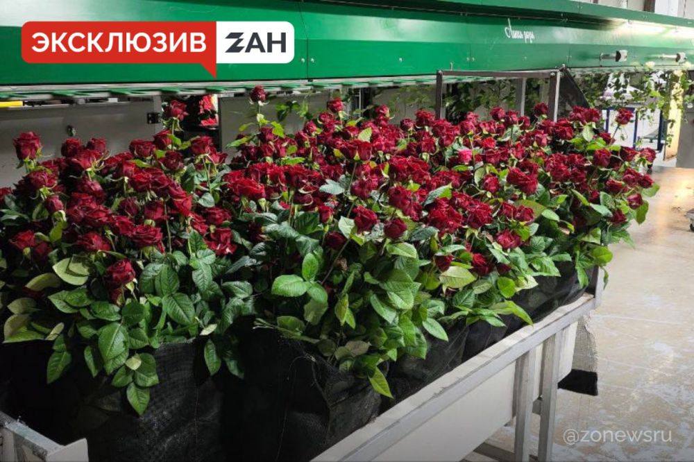 Миллион, миллион алых роз