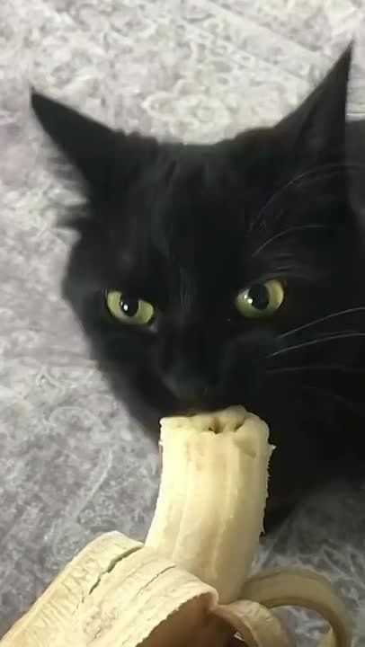 ���������� � �������� ����� ������� ����