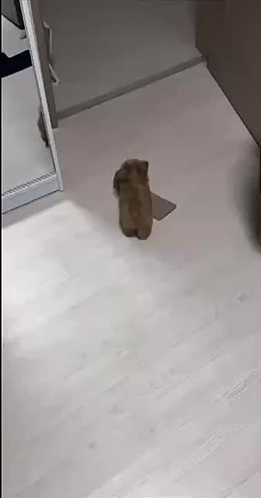 � �������, ����� ������ ���������� �������