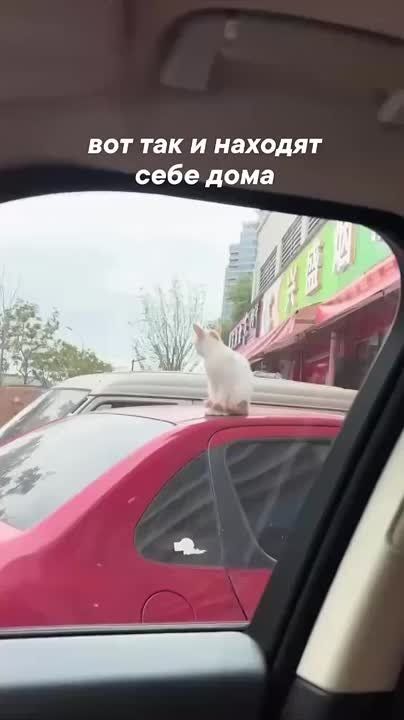 ����������, ��� ����� ���� �����: