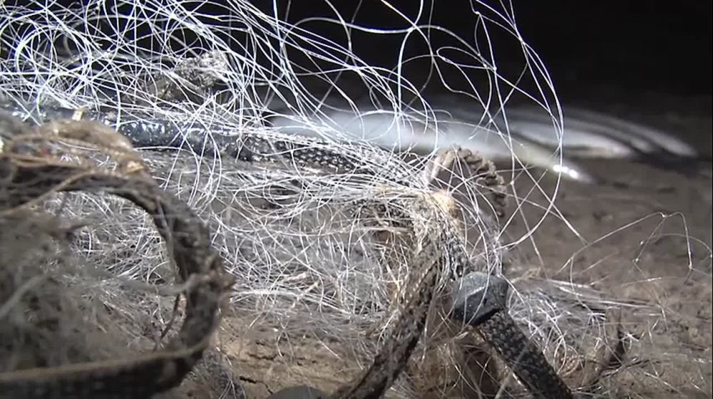 Анна Хорошун: С 1 апреля по 31 мая в Запорожской области проводится оперативно-профилактическая операция, направленная на сохранение биоресурсов