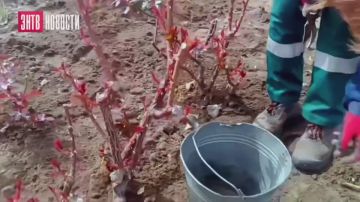 Весенние заботы озеленителей МКУ "Благоустройство и озеленение"