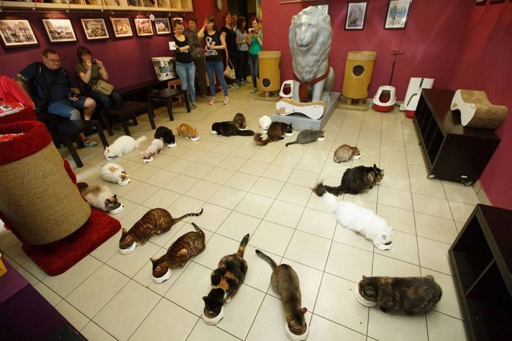 Максим Зубарев: Эрмитажные коты — не просто обитатели музея, а его живая легенда