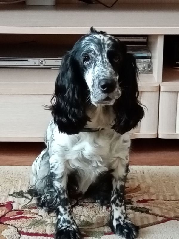 Максим Пухов: Наша красотка Бэкки)