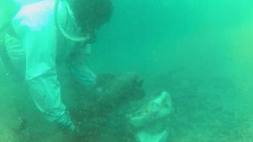Водолазы очищают дно Черного моря от мазута