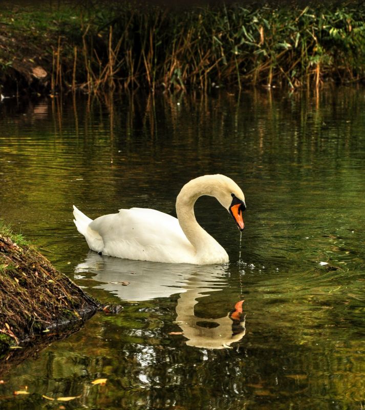 Максим Пухов: Энергодарские школьники стали победителями и призерами международного проекта «Территория успеха: в объятиях природы»