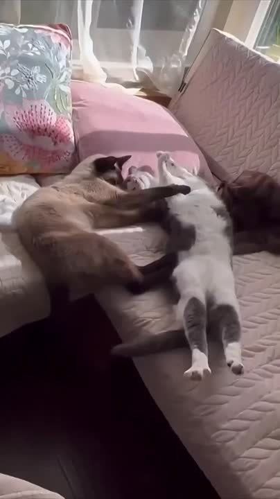 ������� ���� , ������� ������������!