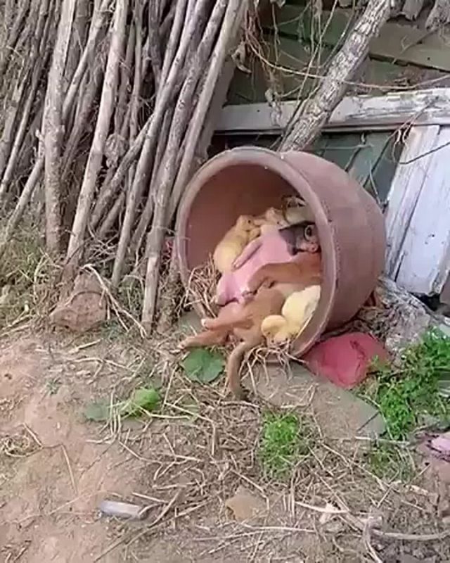 ������ ��������� ��������� ����