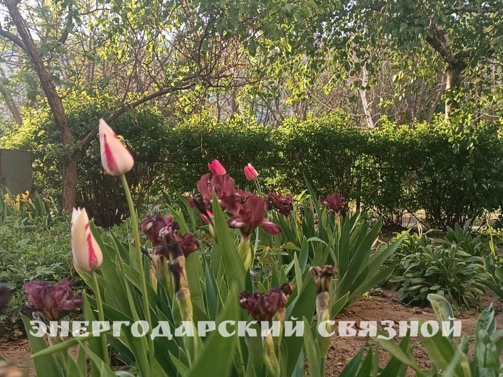 29 ������ 2025 ����, �� 9 ���� ����� ��������� �����, ����������� �������� ������ ���� ����������� ������� - �������� ���, ��� ������ ������� � ������, ��������