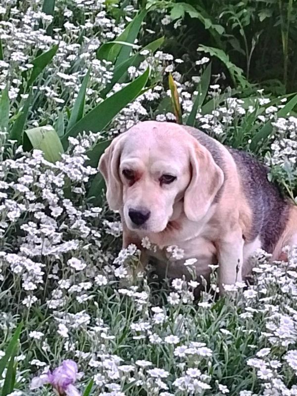 Пожалуйста помогите найти собаку, может кто где-то видел порода бигль Зовут Боня очень добрая собака