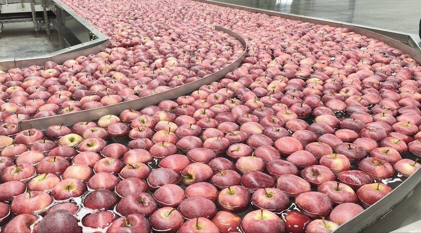 Россия к 2028 году достигнет показателя самообеспеченности яблоками