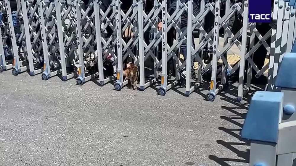 К важным новостям: Спустя час ожидания приезда делегаций России и Украины к журналистам вышел любопытный котенок