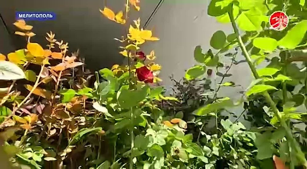 Глава Сысертского муниципального округа передал почти 1000 кустов роз для украшения Васильевки