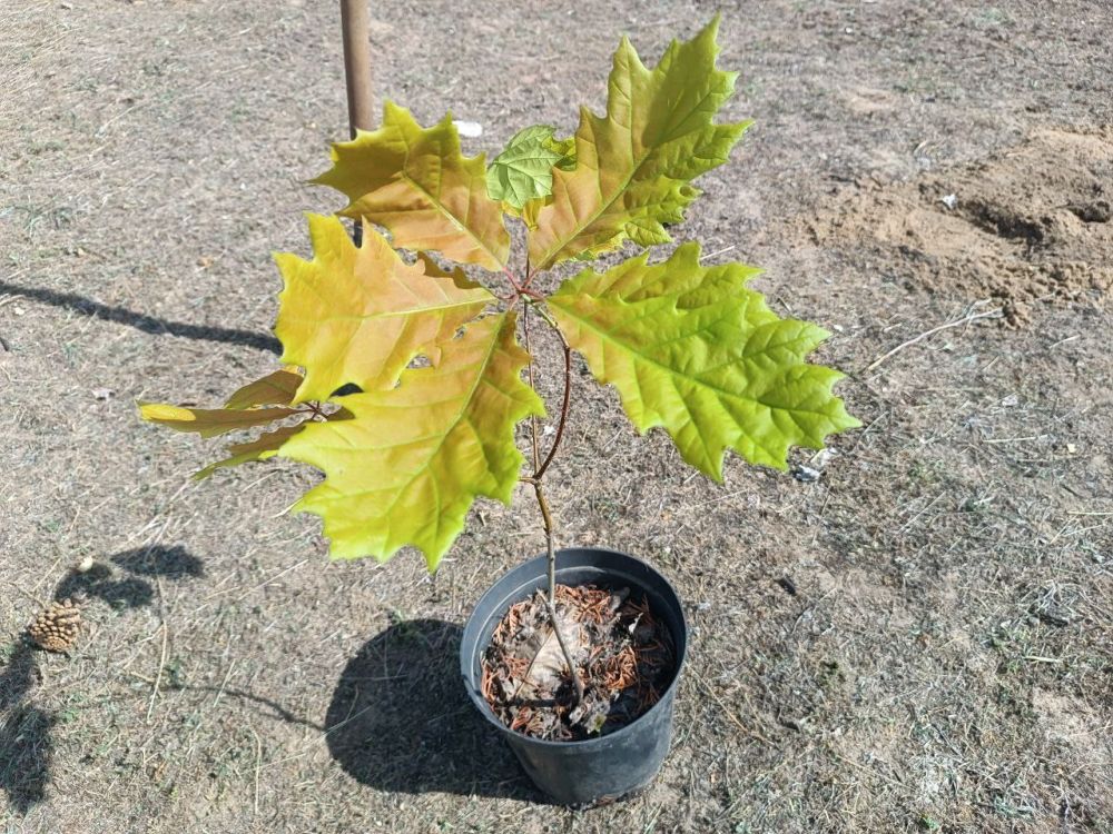 Максим Пухов: Пока шли переговоры в Стамбуле, в Энергодаре высадили деревья