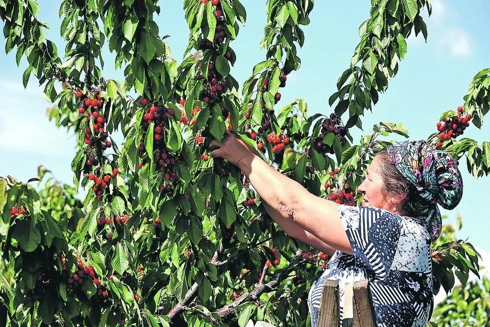 Заморозки побили урожай мелитопольской черешни: Хватит ли Запорожской области ягоды