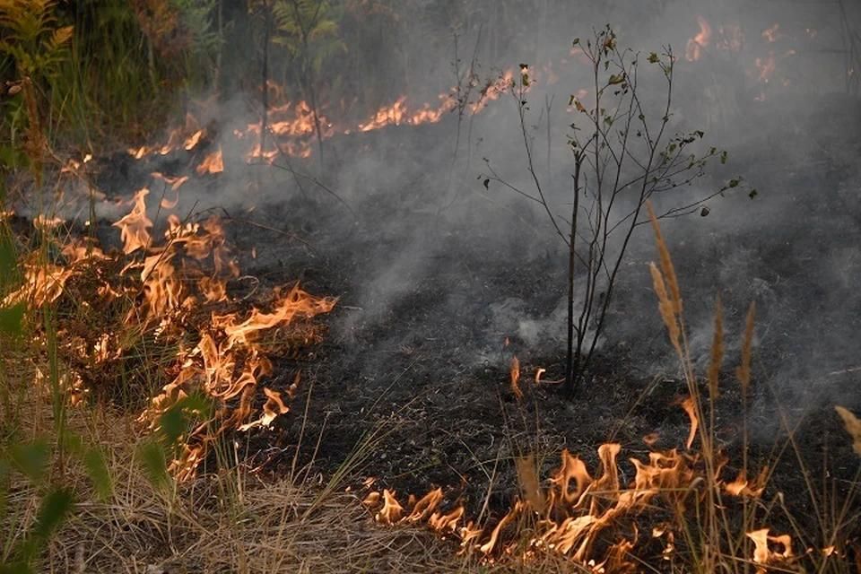 В Запорожской области с начала года зарегистрировали более 400 пожаров