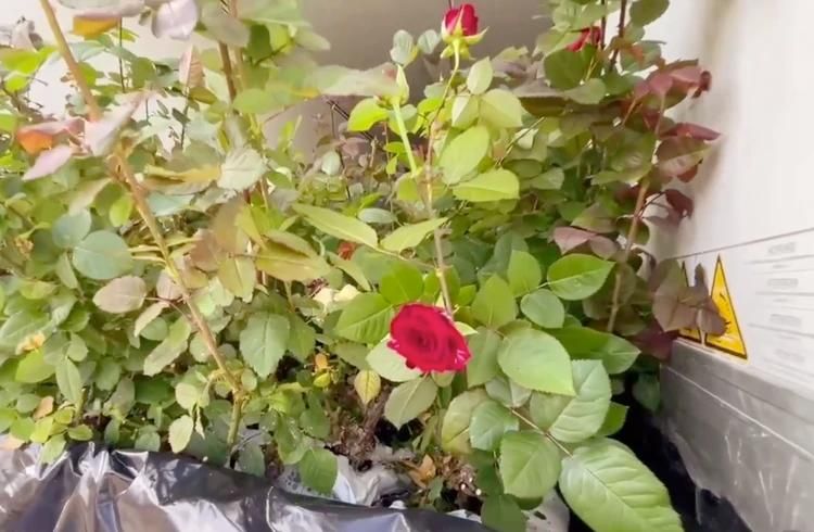 Тысячи роз в подарок: В Васильевку доставили цветы из Свердловской области