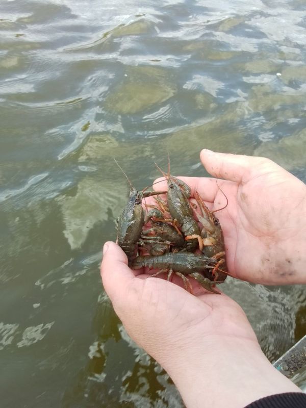 Акция «Всероссийский день без сетей»