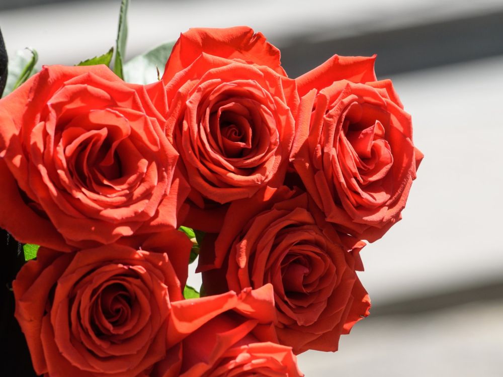 Свердловский мэр отправил фуру с розами в Запорожье. Видео